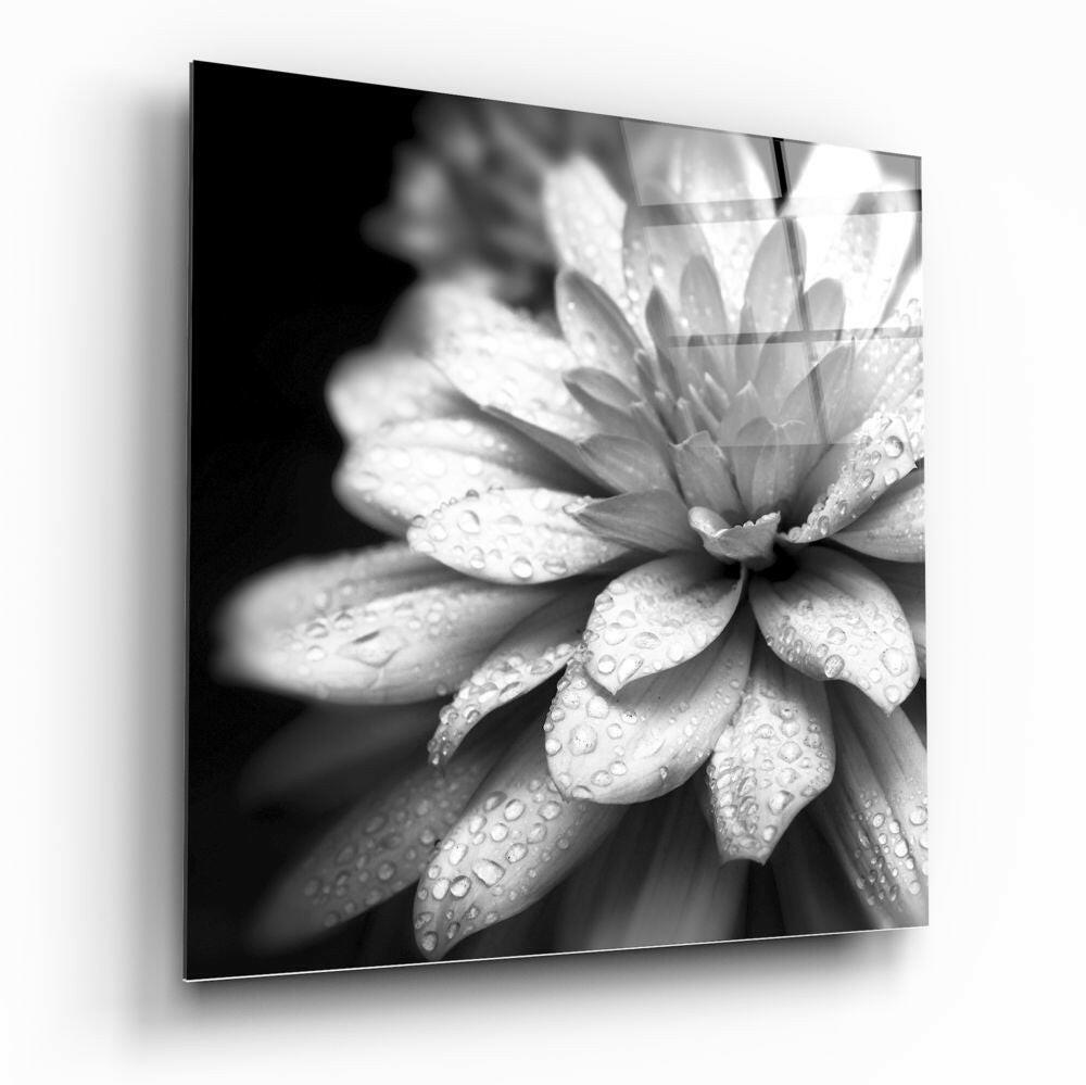 Dewy Monochrome Dahlia Glass Wall Art