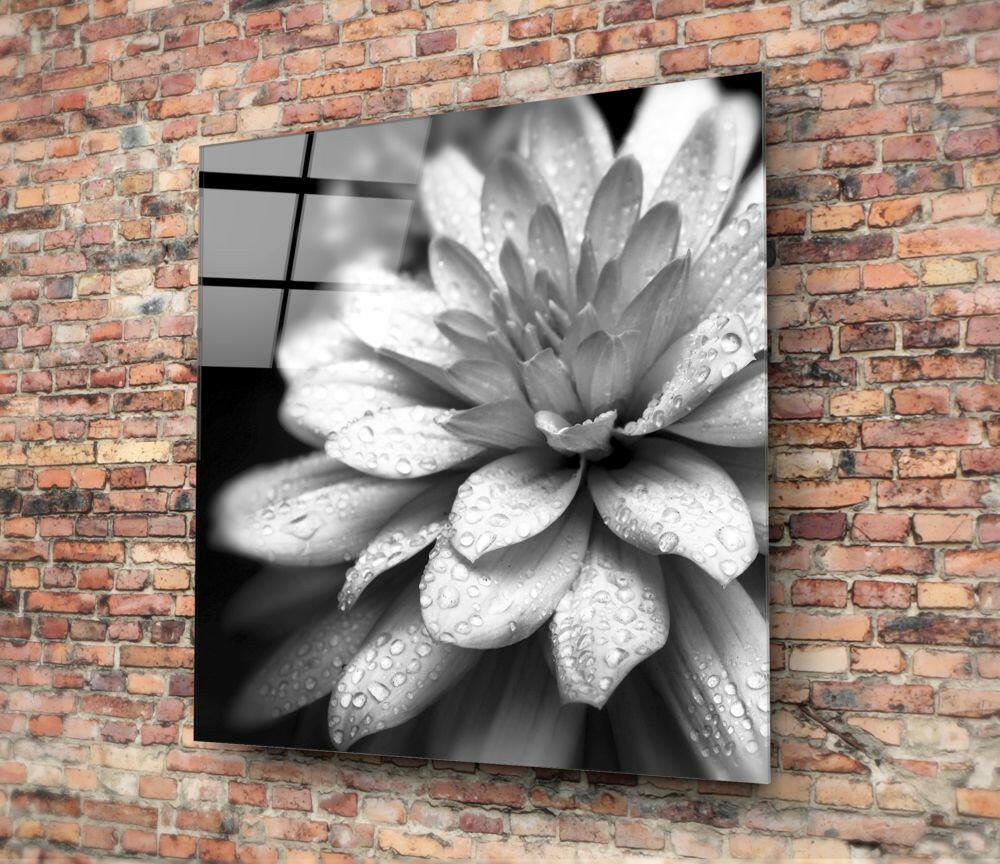 Dewy Monochrome Dahlia Glass Wall Art
