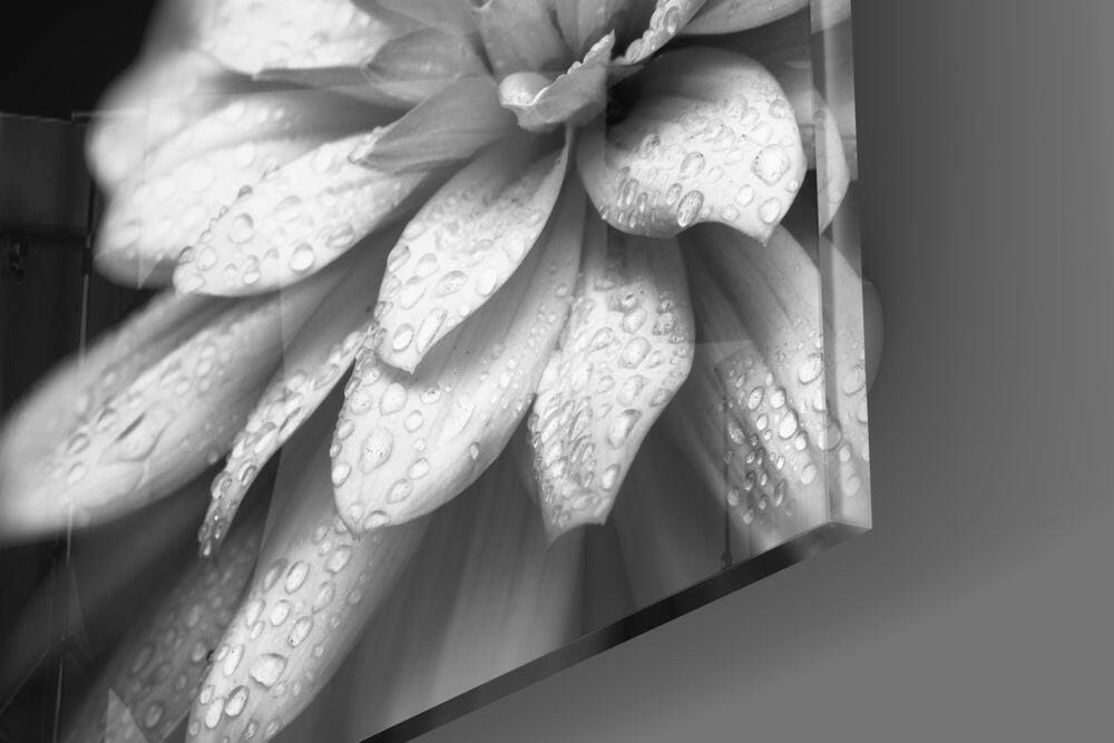Dewy Monochrome Dahlia Glass Wall Art